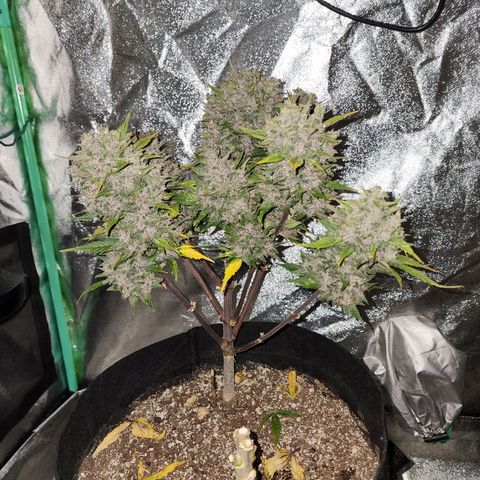Rei growlog timeline photo