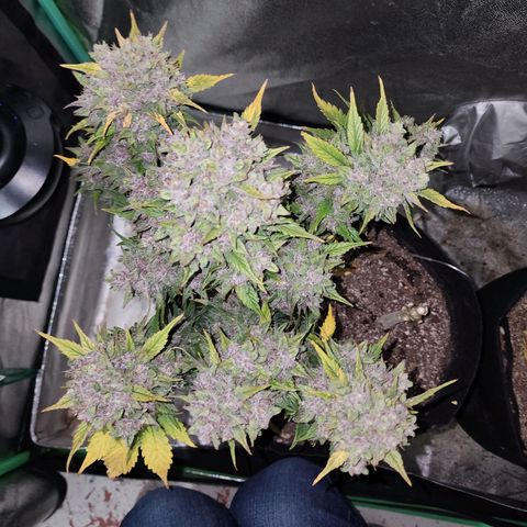 Rei growlog timeline photo