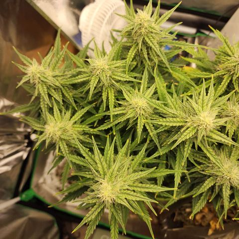 Gaz growlog timeline photo