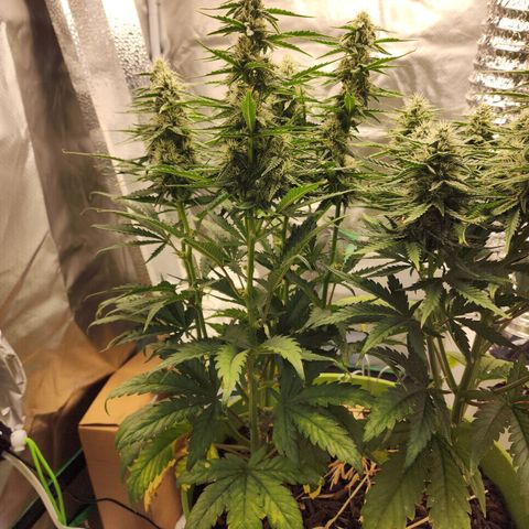 Gaz growlog timeline photo