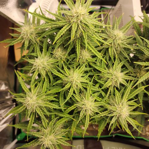 Tak growlog timeline photo