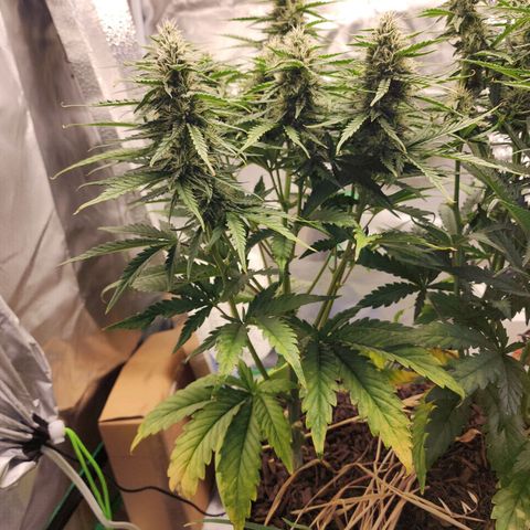 Tak growlog timeline photo