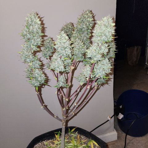 Adīne growlog photo: Beautiful plant!