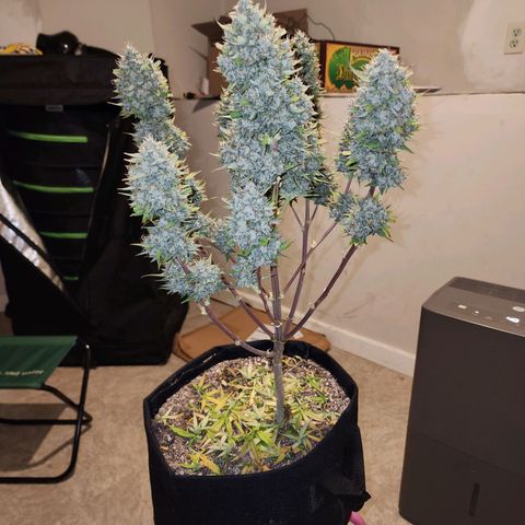 Adīne growlog photo: Beautiful plant!
