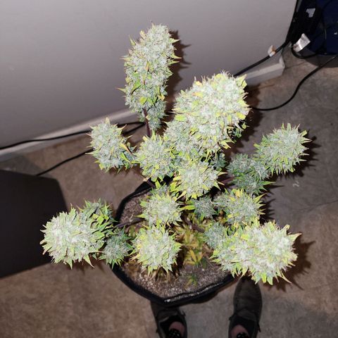 Adīne growlog photo: Beautiful plant!