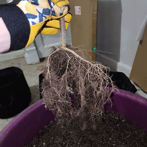 Adīne growlog photo: Roots!