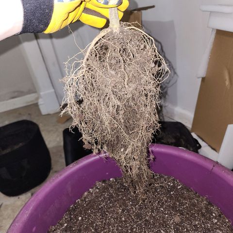 Adīne growlog photo: Roots!