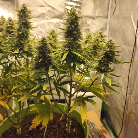 Tak growlog timeline photo
