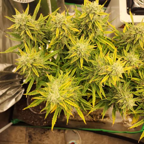 Gaz growlog timeline photo