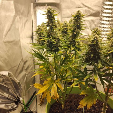 Gaz growlog timeline photo