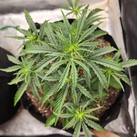 The Slayer growlog timeline photo