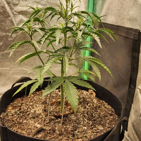 The Slayer growlog timeline photo