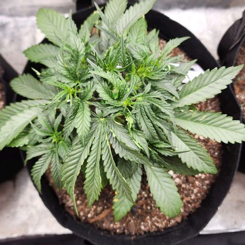 The Wizard growlog timeline photo
