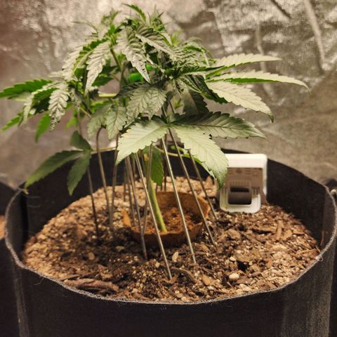 The Wizard growlog timeline photo