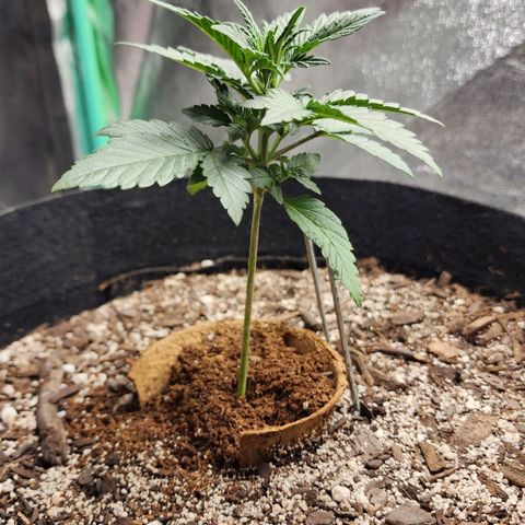 The Bard growlog timeline photo