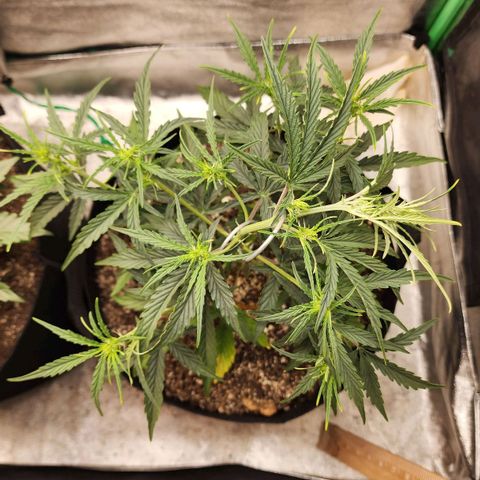 The Slayer growlog timeline photo