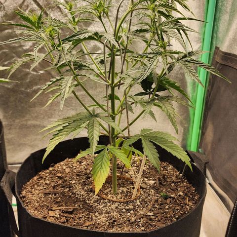 The Slayer growlog timeline photo