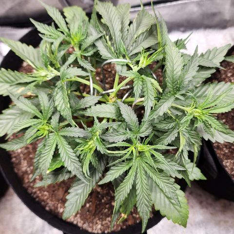 The Wizard growlog timeline photo