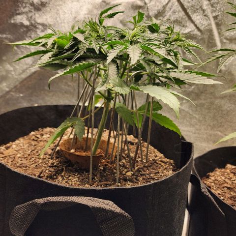 The Wizard growlog timeline photo