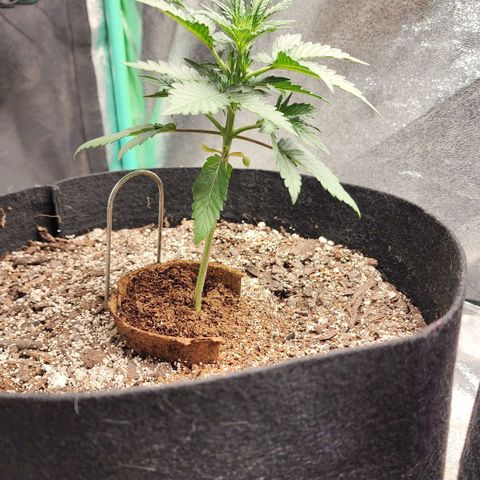 The Bard growlog timeline photo