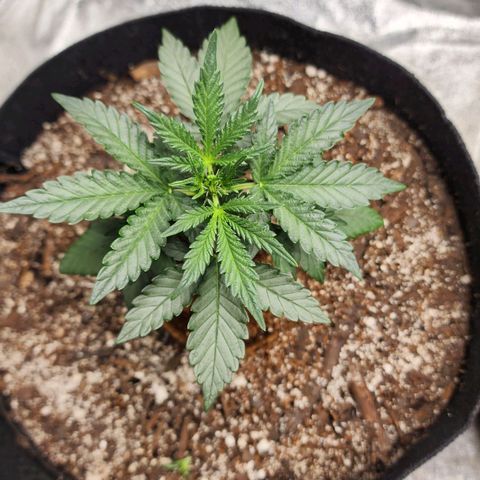 The Bard growlog timeline photo