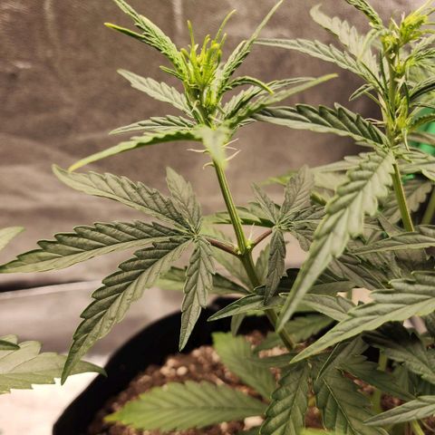 The Slayer growlog timeline photo