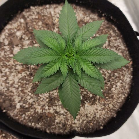 The Magus growlog timeline photo