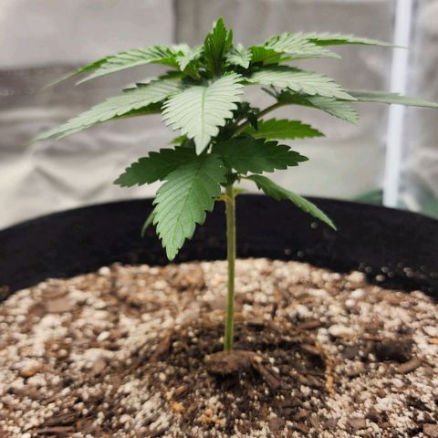 The Magus growlog timeline photo