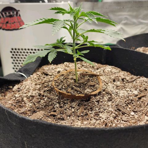 The Cleric growlog timeline photo