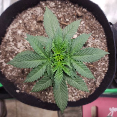 The Magus growlog timeline photo