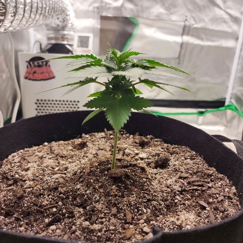 The Magus growlog timeline photo
