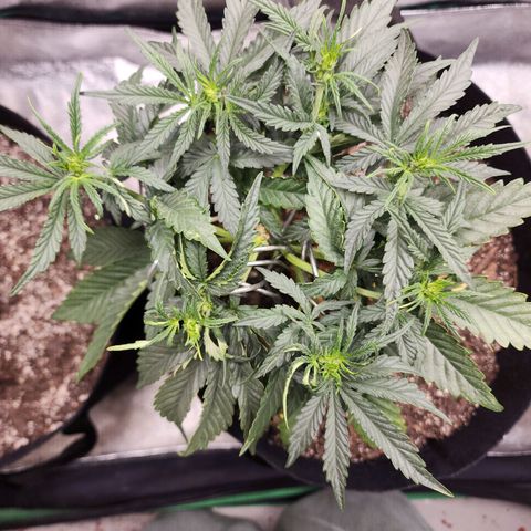 The Wizard growlog timeline photo