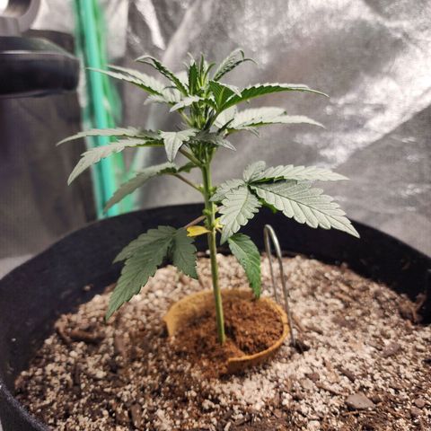 The Bard growlog timeline photo