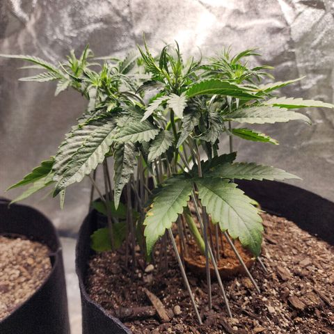 The Wizard growlog timeline photo