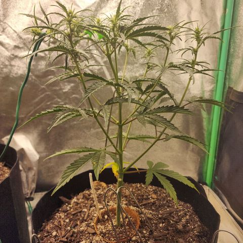 The Slayer growlog timeline photo