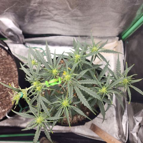 The Slayer growlog timeline photo