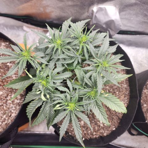 The Wizard growlog timeline photo