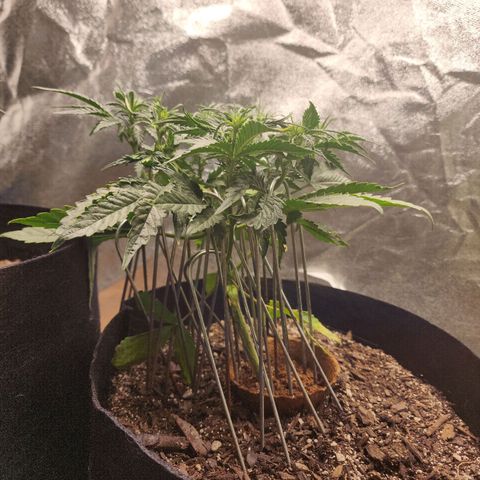 The Wizard growlog timeline photo