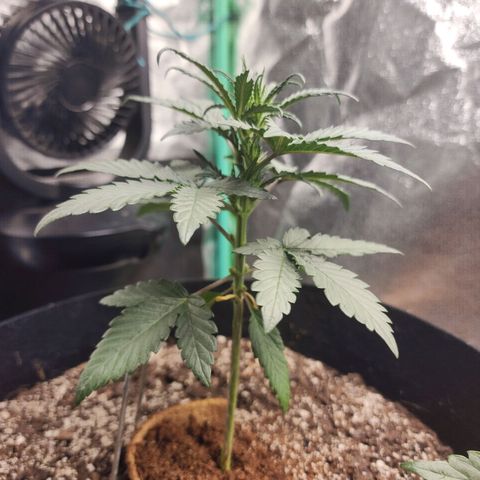 The Bard growlog timeline photo