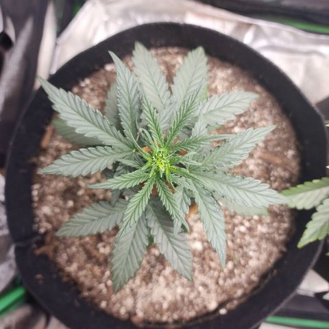 The Bard growlog timeline photo