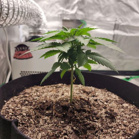 The Magus growlog timeline photo
