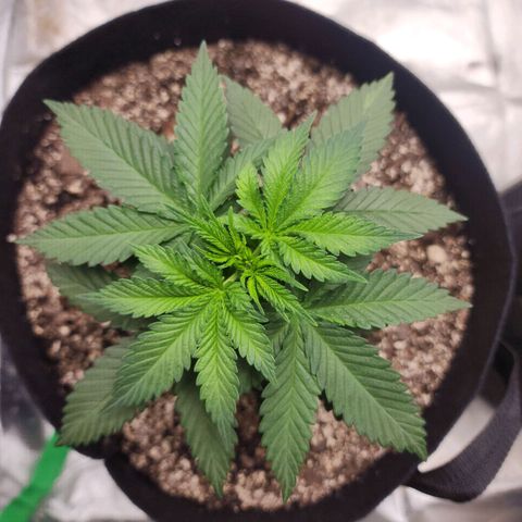 The Magus growlog timeline photo