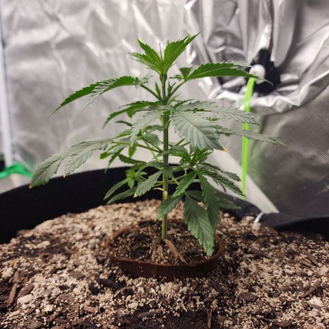 The Cleric growlog timeline photo