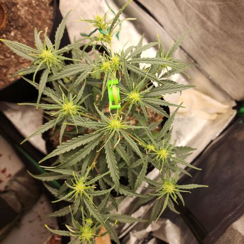 The Slayer growlog timeline photo