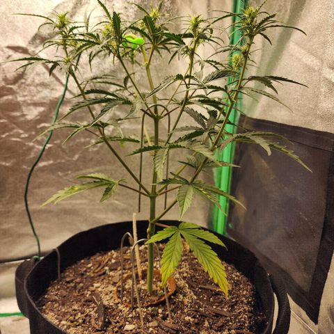 The Slayer growlog timeline photo