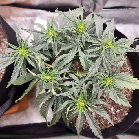 The Wizard growlog timeline photo