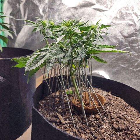 The Wizard growlog timeline photo