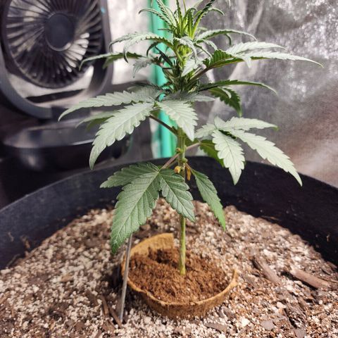 The Bard growlog timeline photo