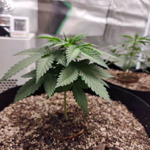 The Magus growlog timeline photo