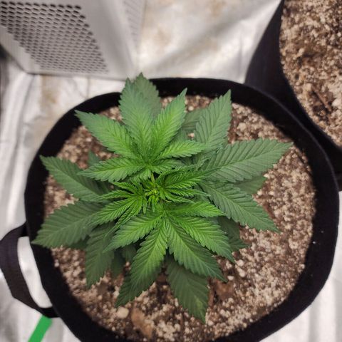 The Magus growlog timeline photo